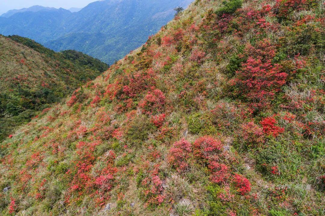 天露山_天露山_天露山