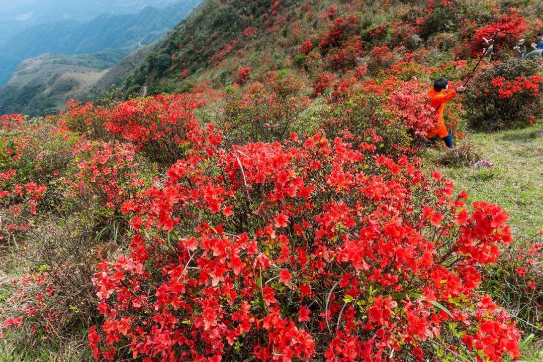 天露山_天露山_天露山