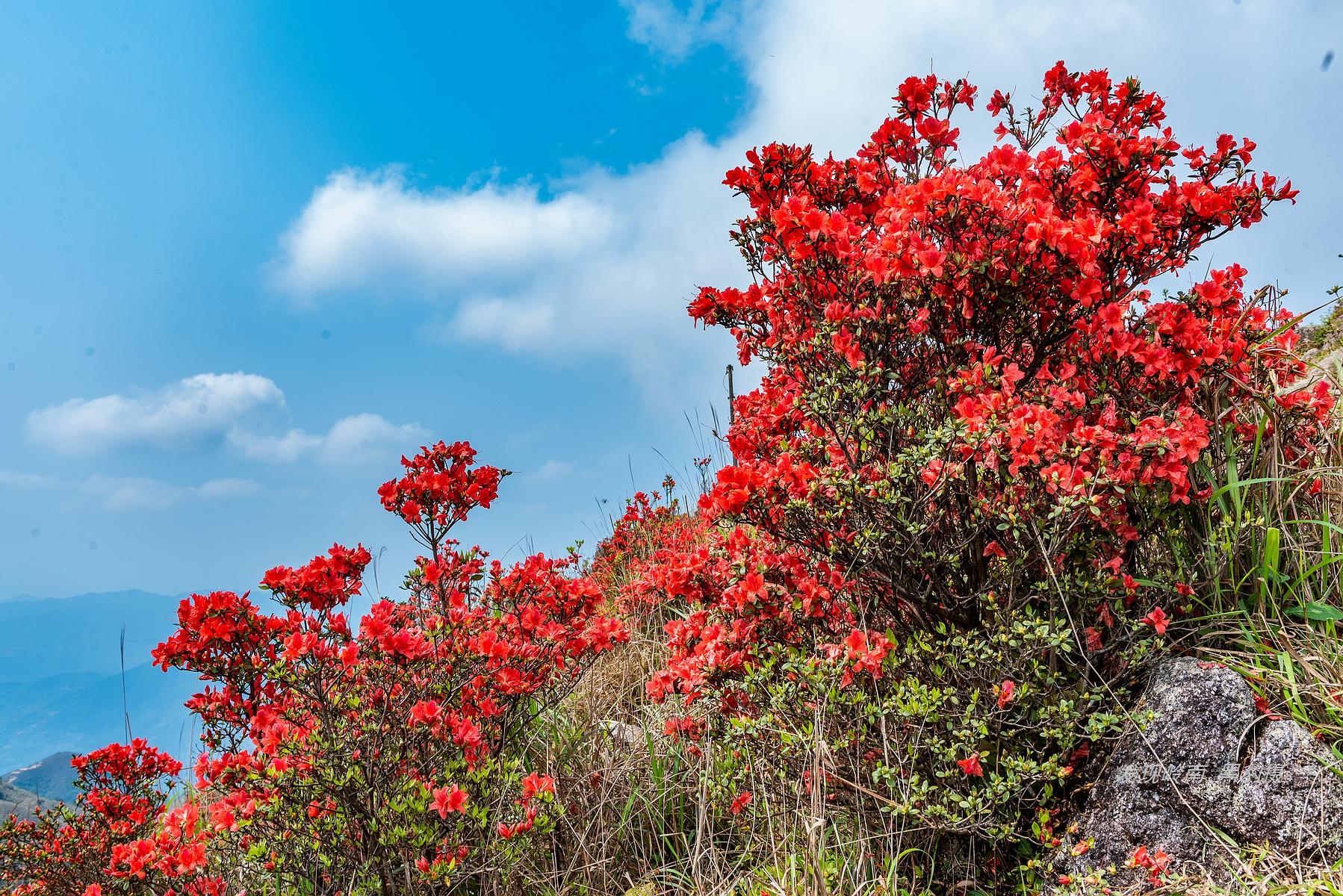 天露山_天露山_天露山