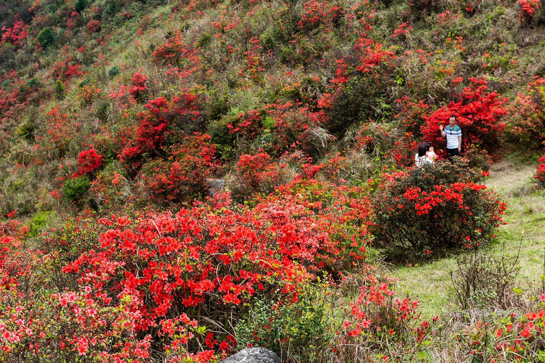 天露山_天露山_天露山