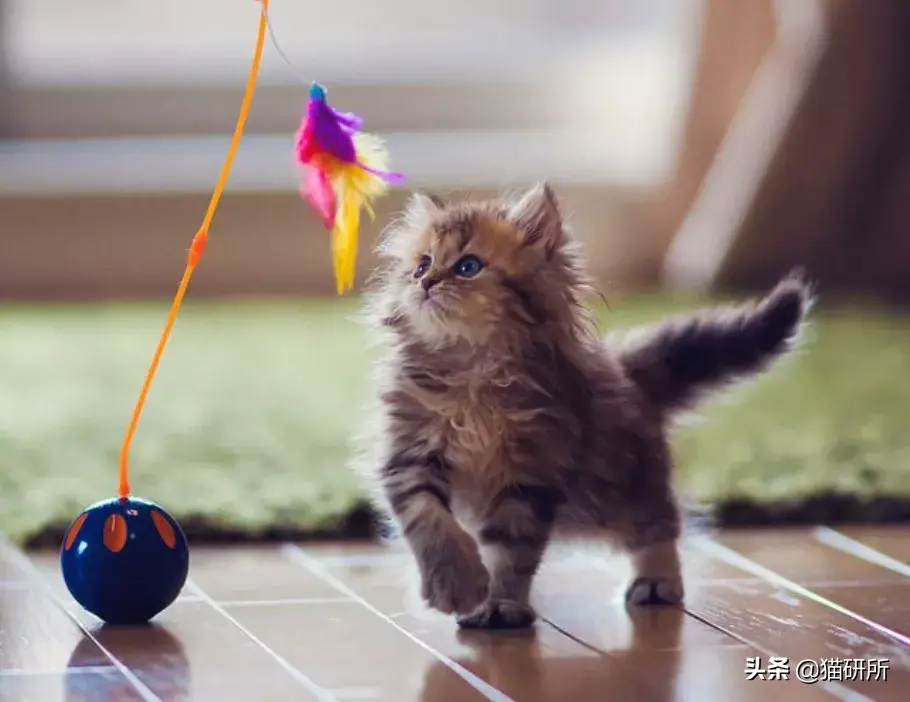 adopting._adopting_adopting怎么读