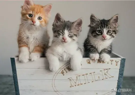 adopting怎么读_adopting._adopting