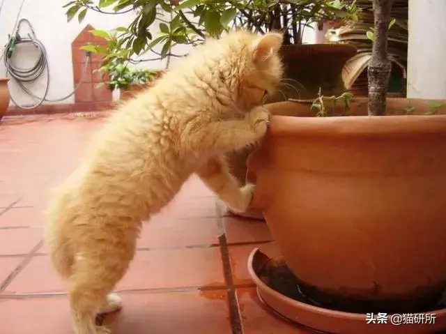 adopting怎么读_adopting._adopting