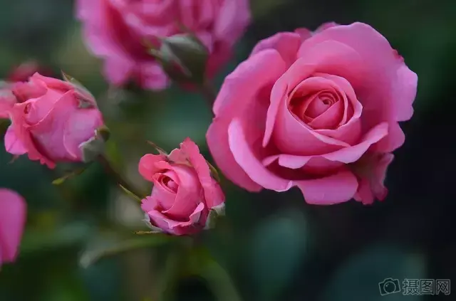 鱼水之情_鱼水之情_鱼水之情