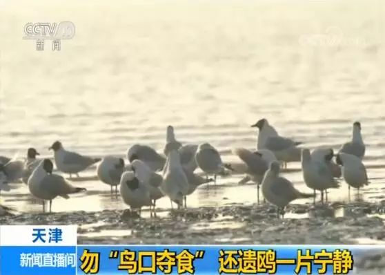 害臊的拼音_害臊和害羞的区别是什么_害臊