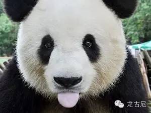 longoni官网_longoni港口_longoni