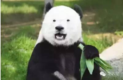 longoni官网_longoni_longoni港口