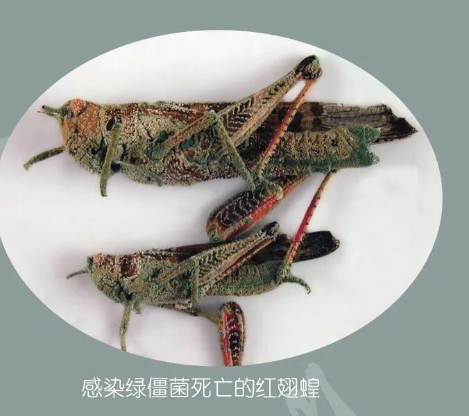 遮天蔽日的近义词_遮天蔽日的沙尘_遮天蔽日