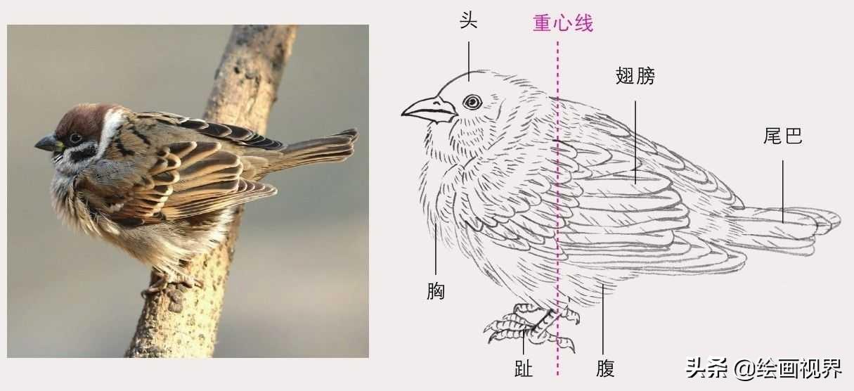 禽流感_禽_禽怎么读音
