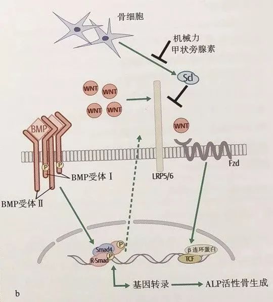 aspirate翻译_aspirate_aspirated的翻译