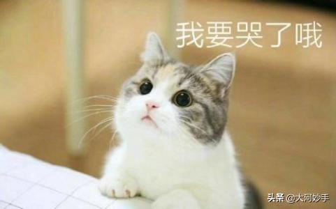 大嘘是什么意_大嘘日语_大嘘