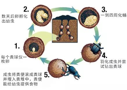 daumnet邮箱下载_daum.net_daumnet网站