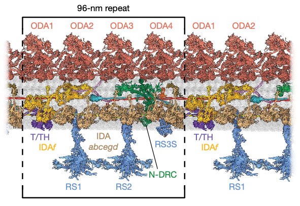 dynein和kinesin_dynein_dynein蛋白