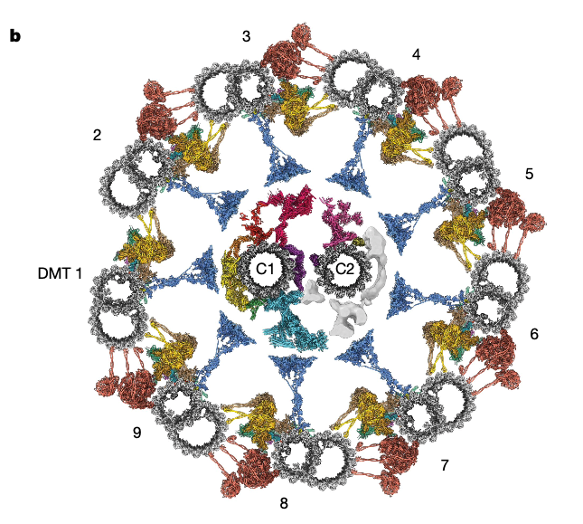 dynein蛋白_dynein_dynein和kinesin