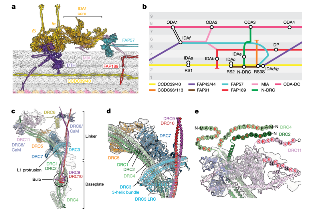 dynein蛋白_dynein和kinesin_dynein