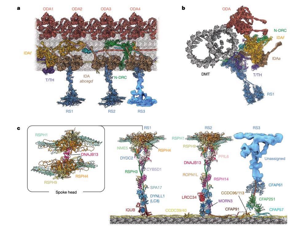 dynein和kinesin_dynein蛋白_dynein