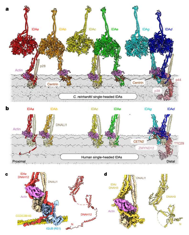 dynein蛋白_dynein和kinesin_dynein