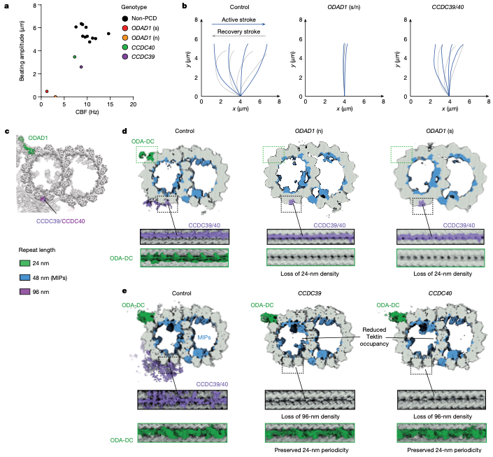 dynein蛋白_dynein和kinesin_dynein