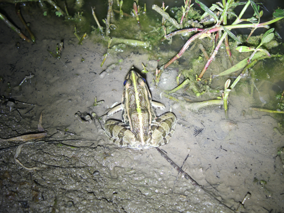 hibernating_hibernating怎么读_hibernating翻译