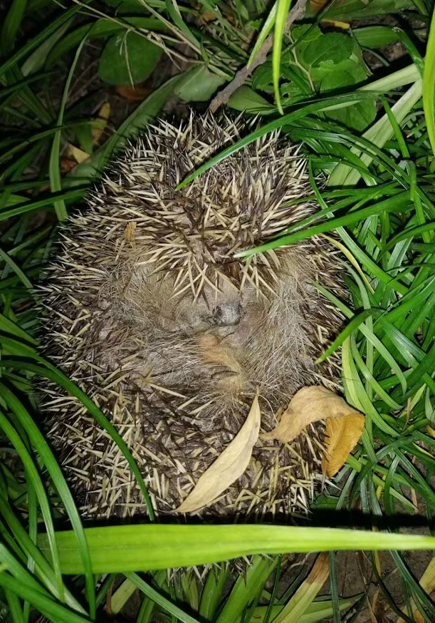 hibernating怎么读_hibernating_hibernating翻译