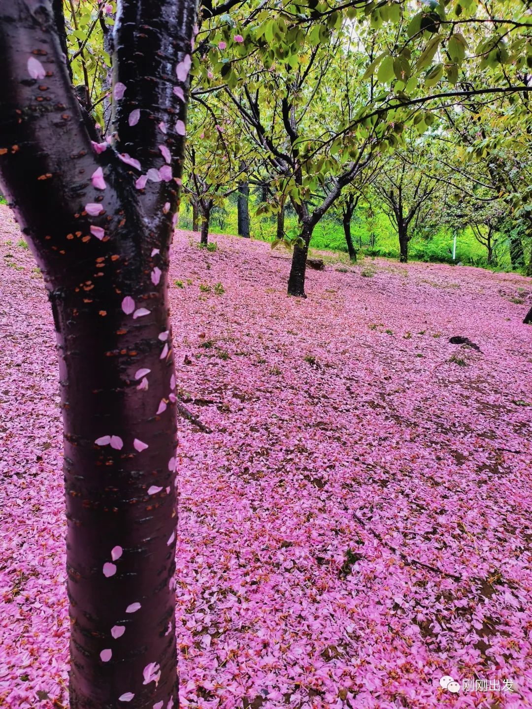大连植物园景点介绍_大连植物园_大连植物园介绍