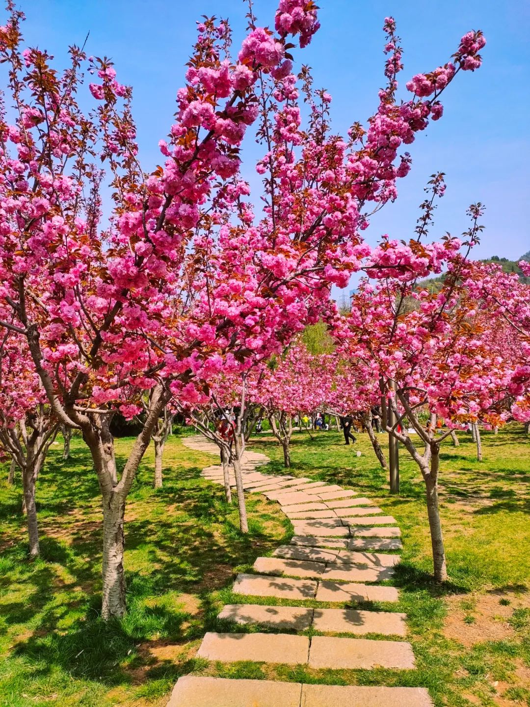 大连植物园景点介绍_大连植物园介绍_大连植物园