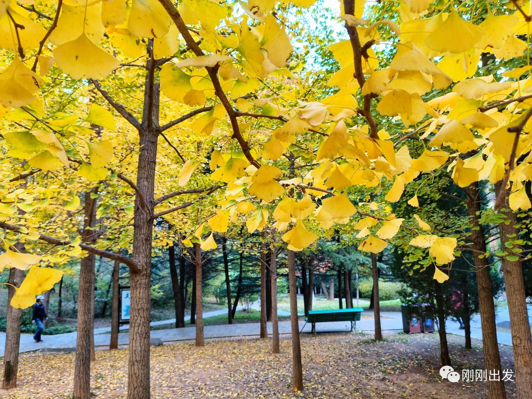 大连植物园介绍_大连植物园_大连植物园景点介绍