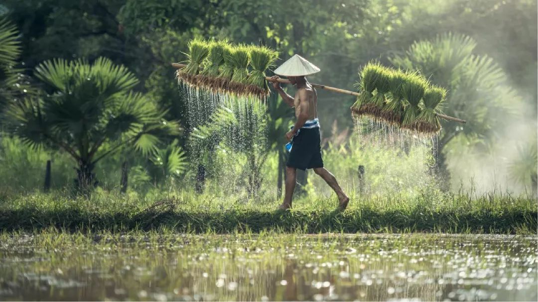 海南民俗风情_海南民俗_海南民俗传说图片