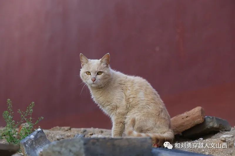 钧旨的拼音_钧旨什么意思_钧旨