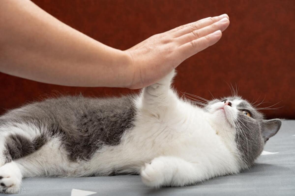 踩奶_踩奶的猫是什么意思_踩奶是猫咪什么行为