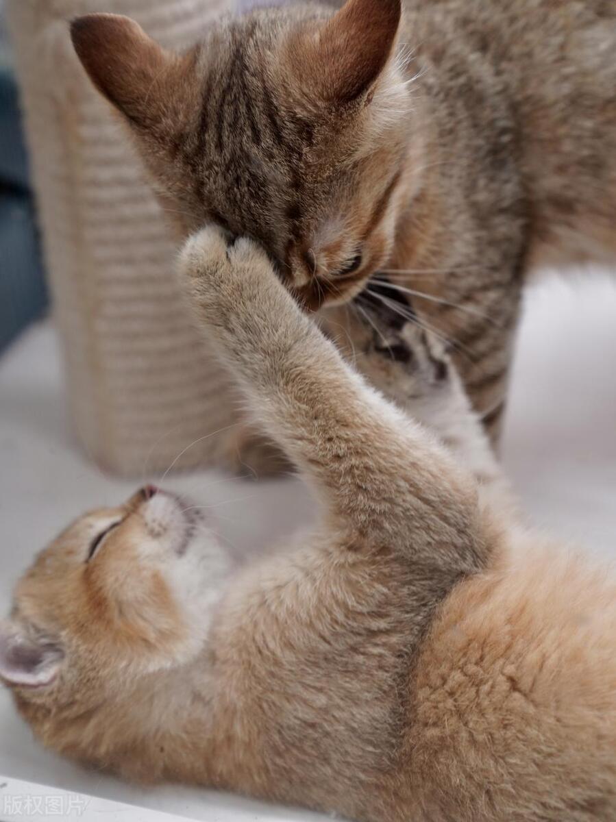 踩奶的猫是什么意思_踩奶是猫咪什么行为_踩奶