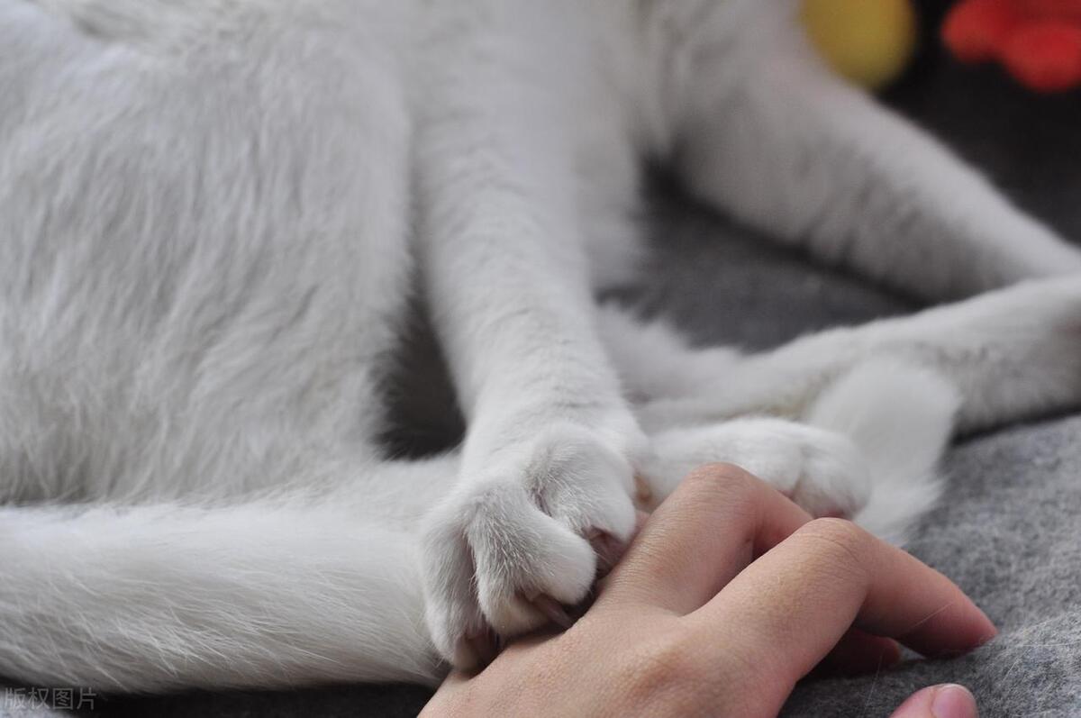 踩奶_踩奶的猫是什么意思_踩奶是猫咪什么行为