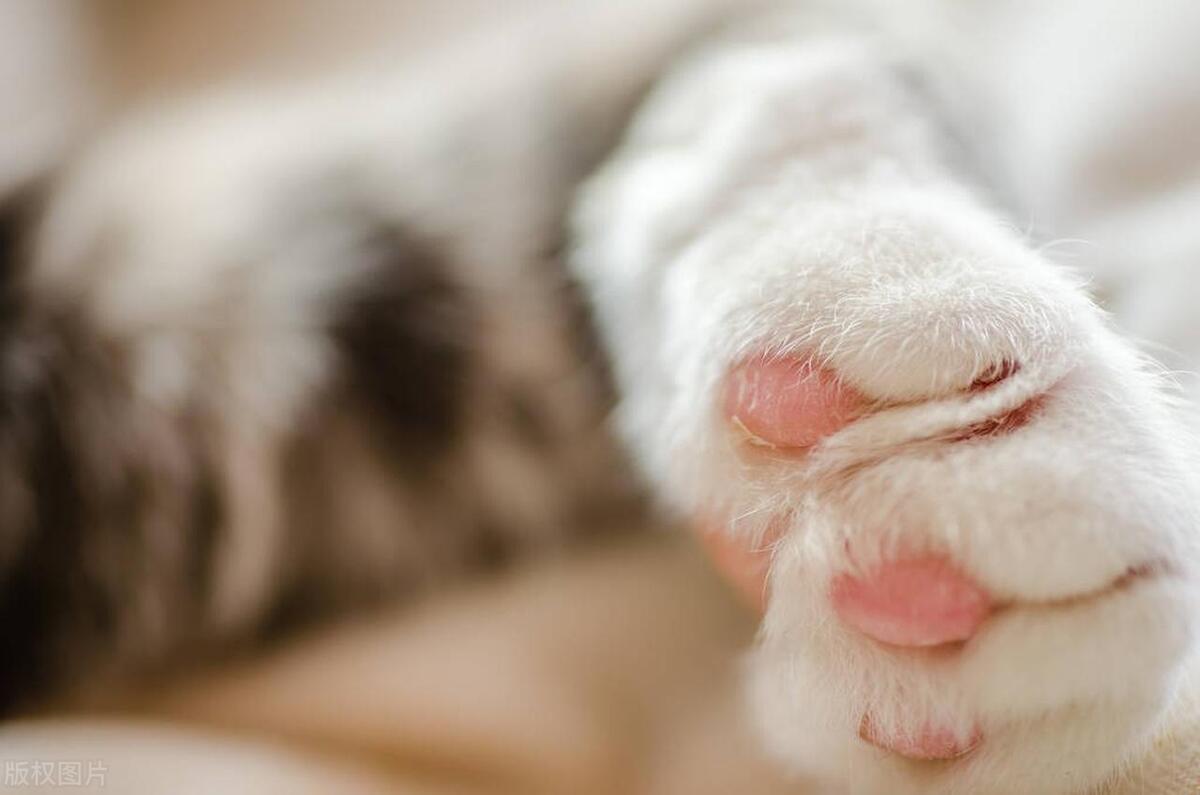 踩奶是猫咪什么行为_踩奶_踩奶的猫是什么意思