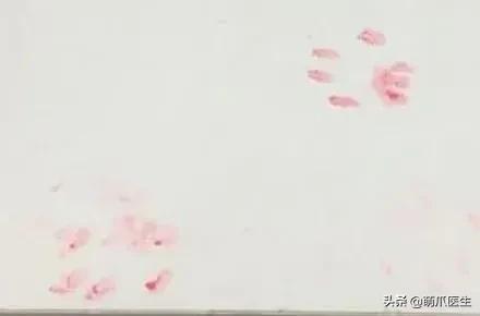 踩奶是猫咪的什么生理现象_踩奶_踩奶是猫咪什么行为