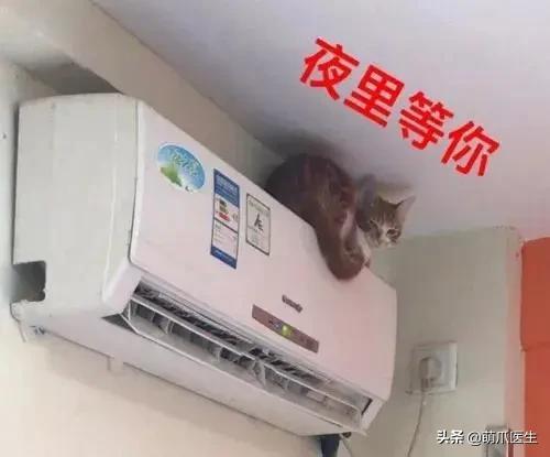踩奶是猫咪什么行为_踩奶是猫咪的什么生理现象_踩奶
