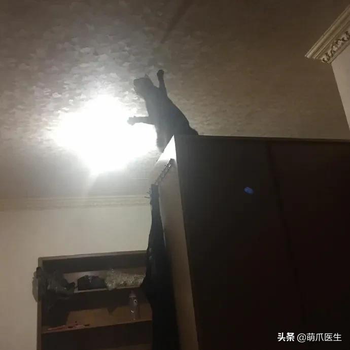踩奶_踩奶是猫咪的什么生理现象_踩奶是猫咪什么行为