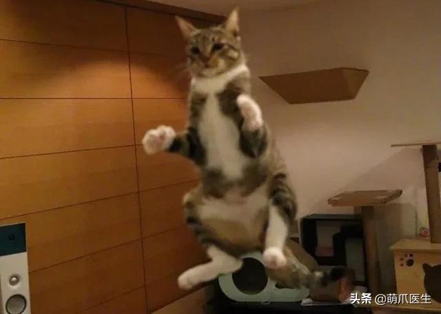 踩奶是猫咪的什么生理现象_踩奶是猫咪什么行为_踩奶