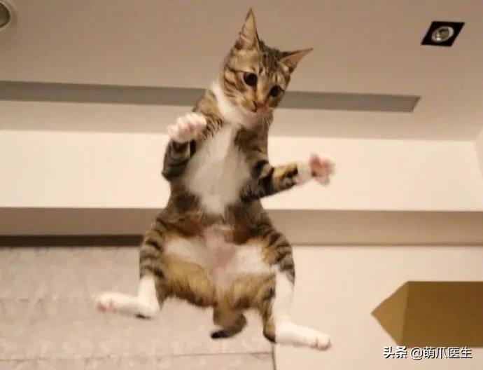 踩奶_踩奶是猫咪什么行为_踩奶是猫咪的什么生理现象