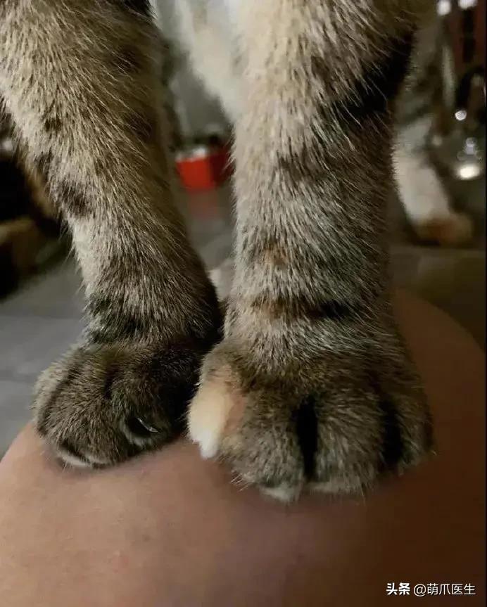 踩奶是猫咪什么行为_踩奶_踩奶是猫咪的什么生理现象