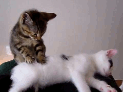 踩奶是猫咪的什么生理现象_踩奶_踩奶的猫是什么意思