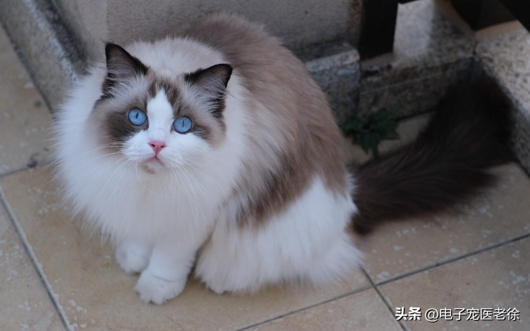 踩奶的猫是什么意思_踩奶是猫咪的什么生理现象_踩奶