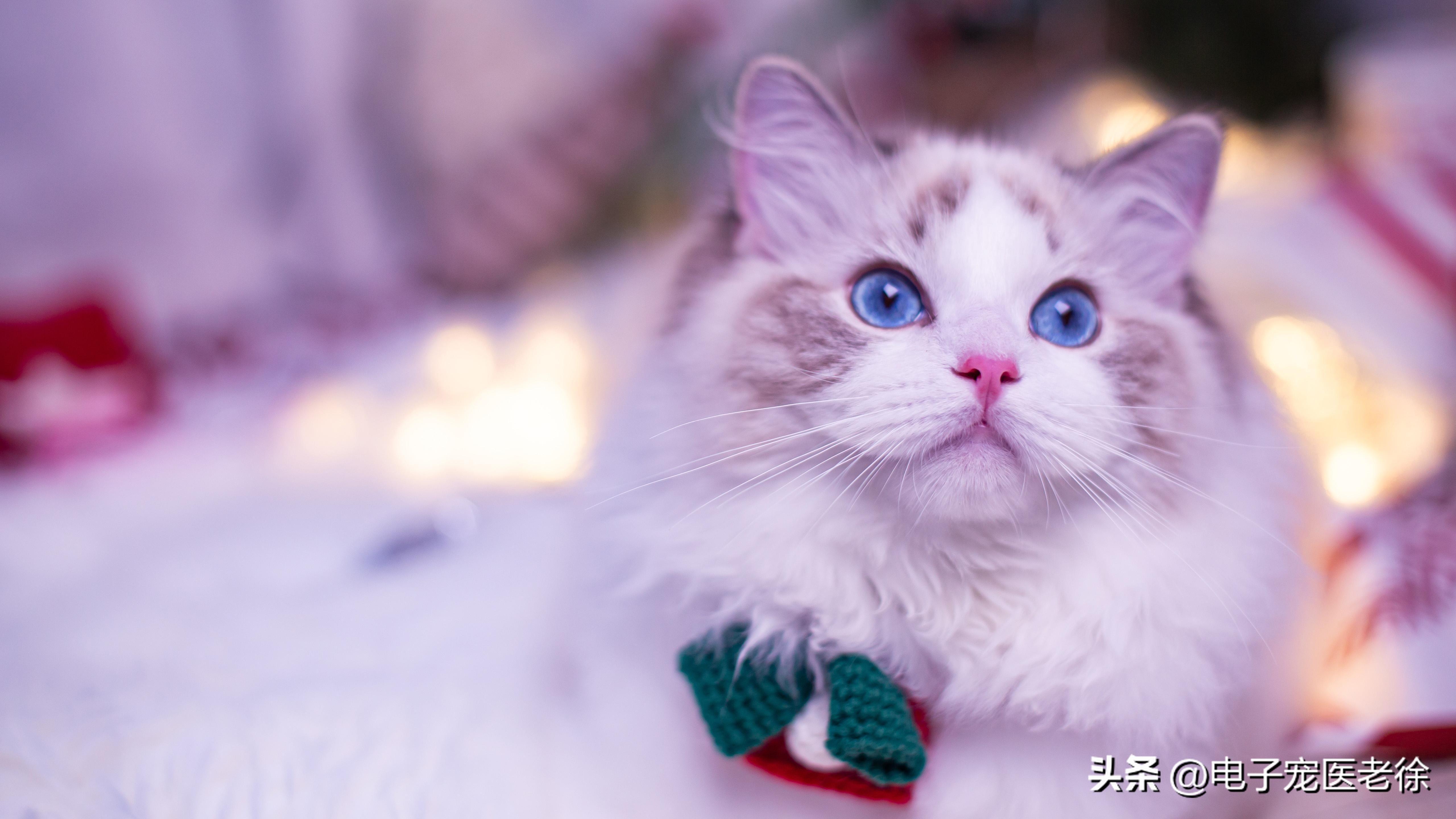 踩奶是猫咪的什么生理现象_踩奶_踩奶的猫是什么意思