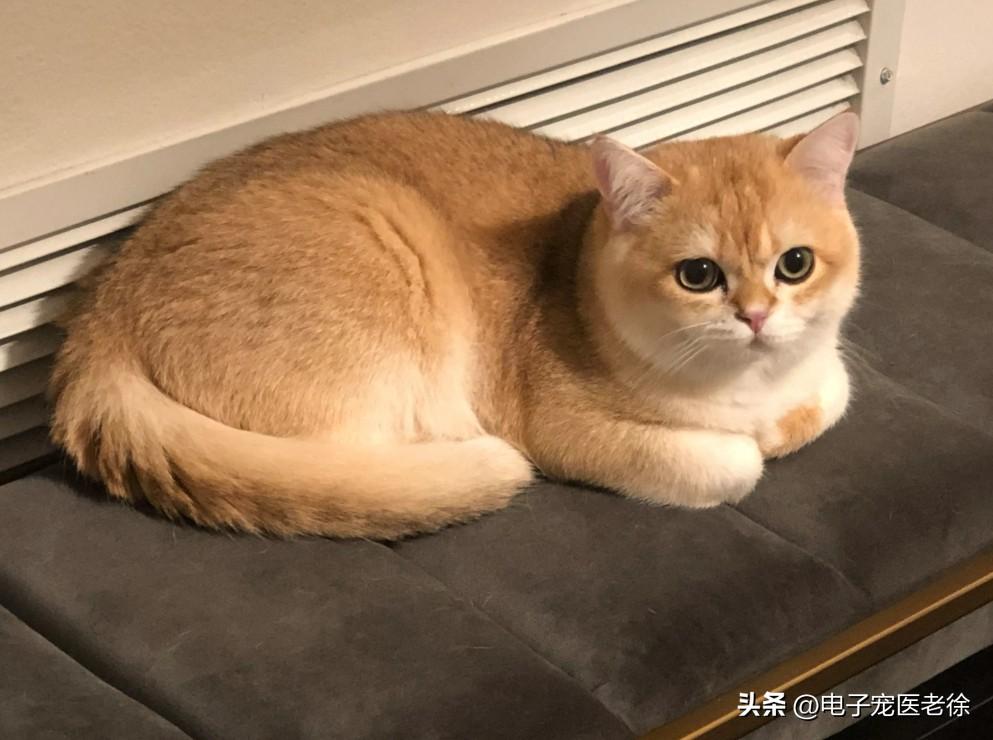 踩奶是猫咪的什么生理现象_踩奶的猫是什么意思_踩奶