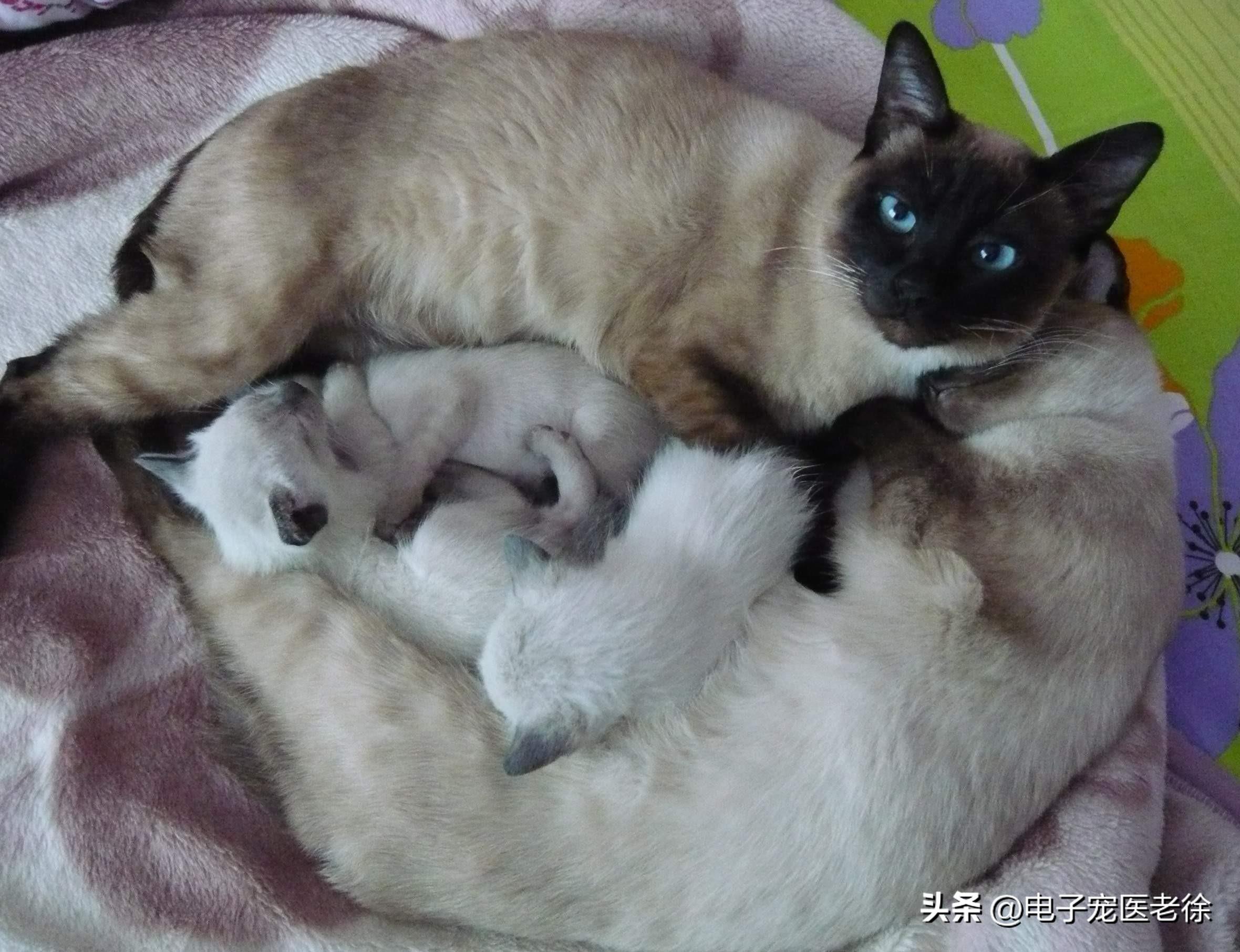 踩奶_踩奶的猫是什么意思_踩奶是猫咪的什么生理现象