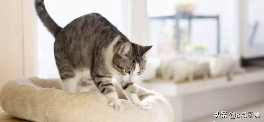 踩奶是猫咪的什么生理现象_踩奶_踩奶的猫是什么意思