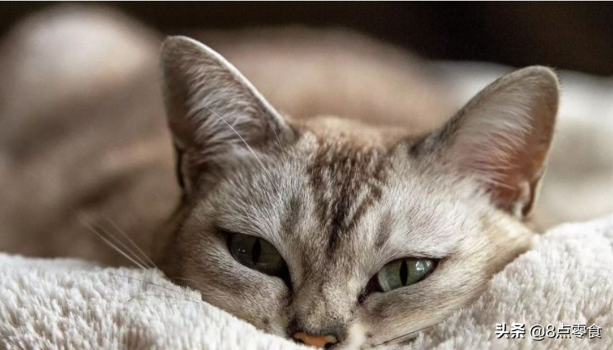 踩奶_踩奶的猫是什么意思_踩奶是猫咪的什么生理现象
