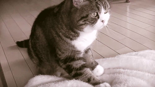 踩奶_踩奶是猫咪的什么生理现象_踩奶的猫是什么意思