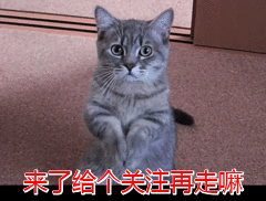 踩奶_踩奶的猫是什么意思_踩奶是猫咪的什么生理现象