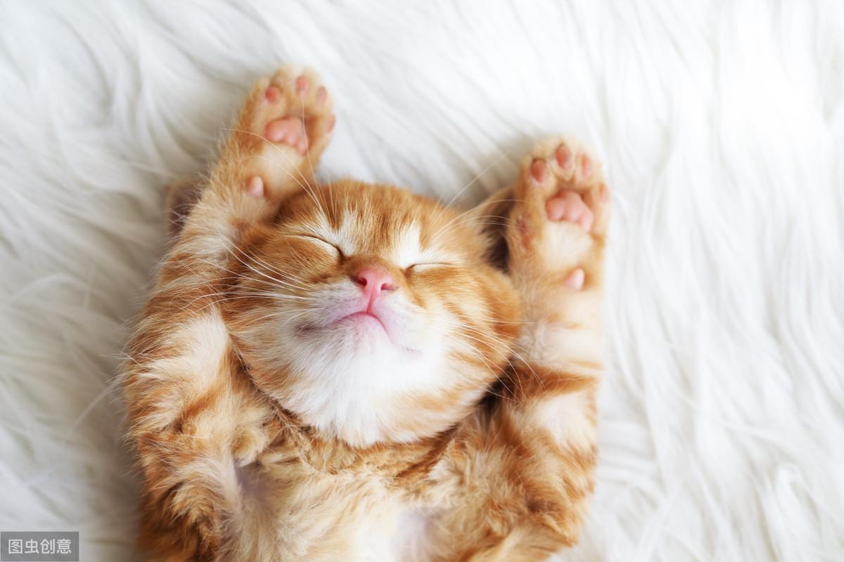 踩奶的猫是什么意思_踩奶_踩奶是猫咪的什么生理现象