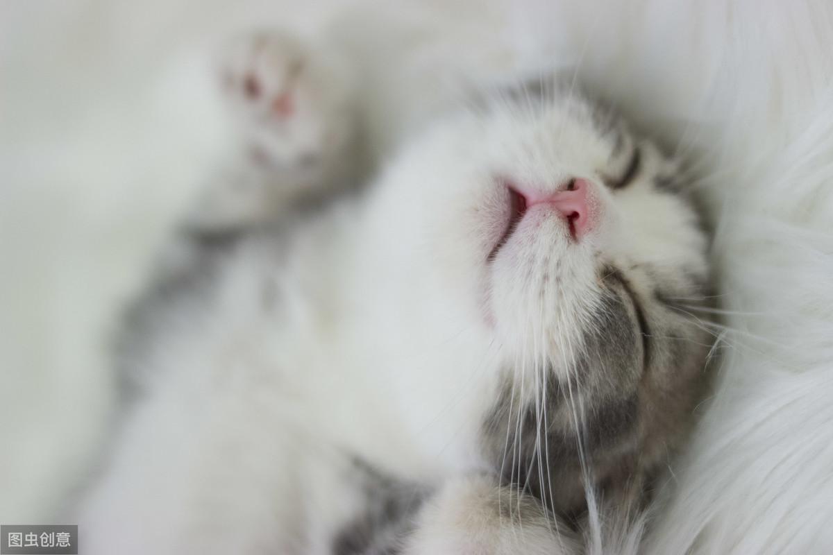 踩奶_踩奶是猫咪的什么生理现象_踩奶的猫是什么意思